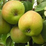 Саженец Груша Пасс-Красан